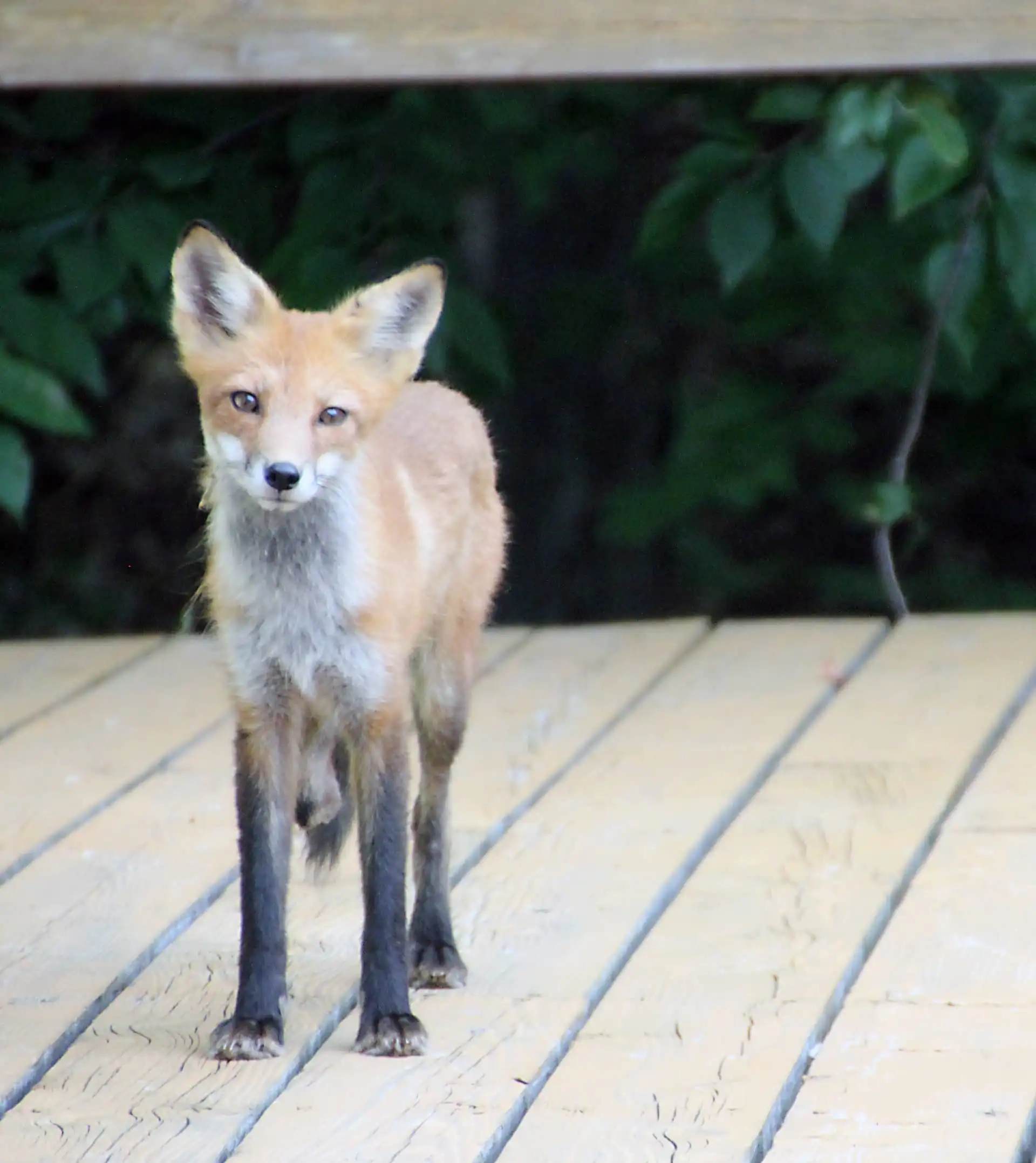 Fox