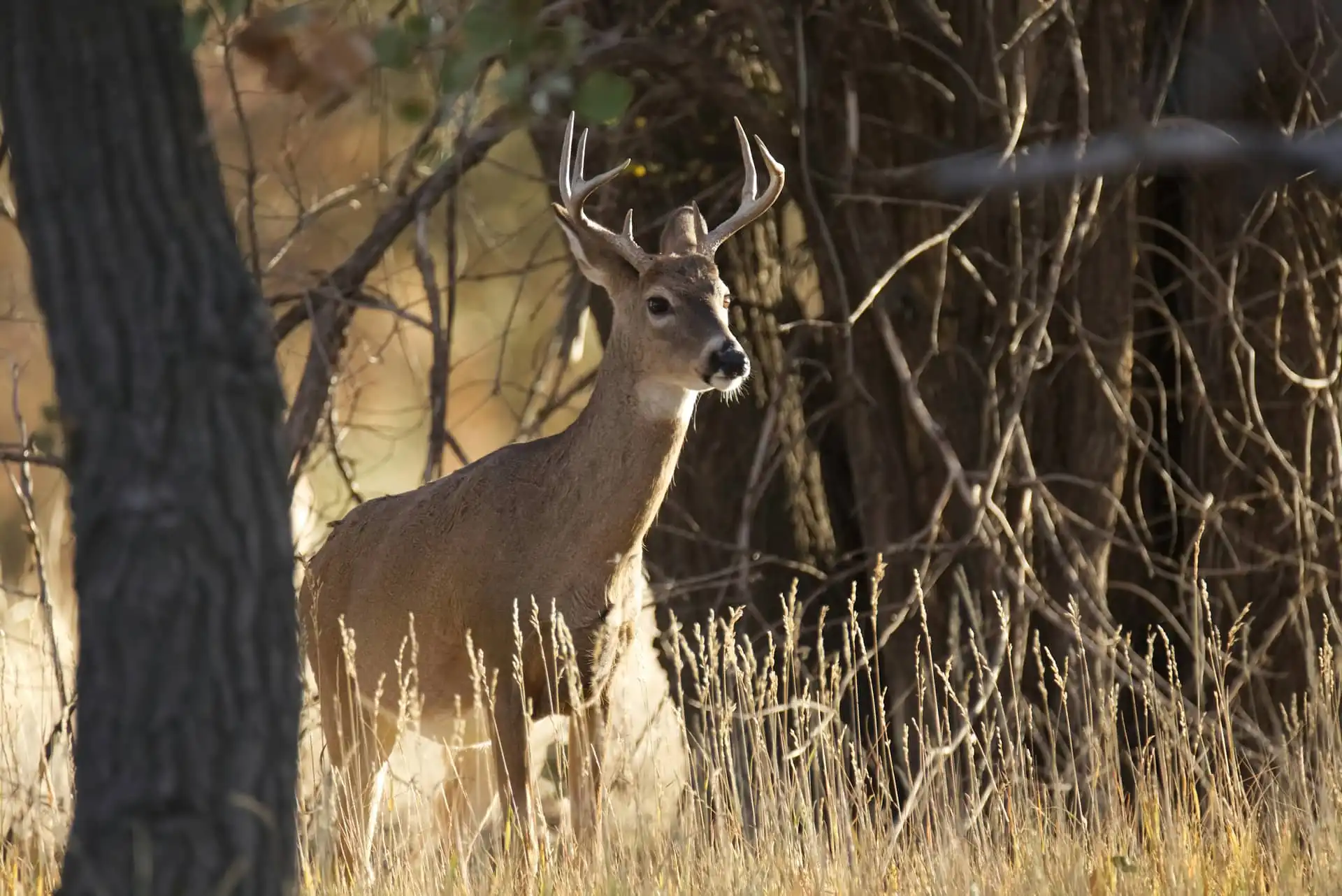 Deer